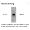 ai70001a wb 2.png