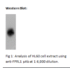 ai70001b wb 2.png