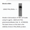 ai70002b wb 2.png
