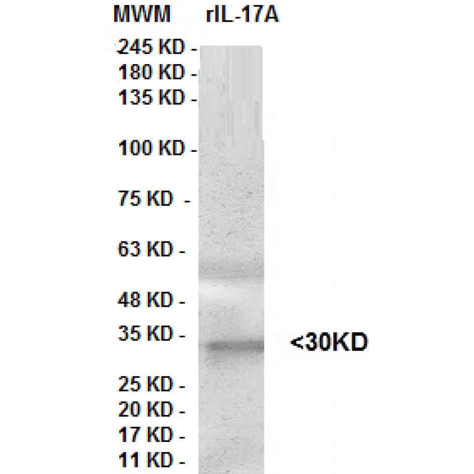 il 17 a clone 8h7.png il 17 a clone 8h7.png