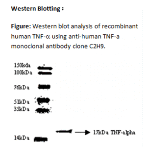 mo c40003d wb large .png