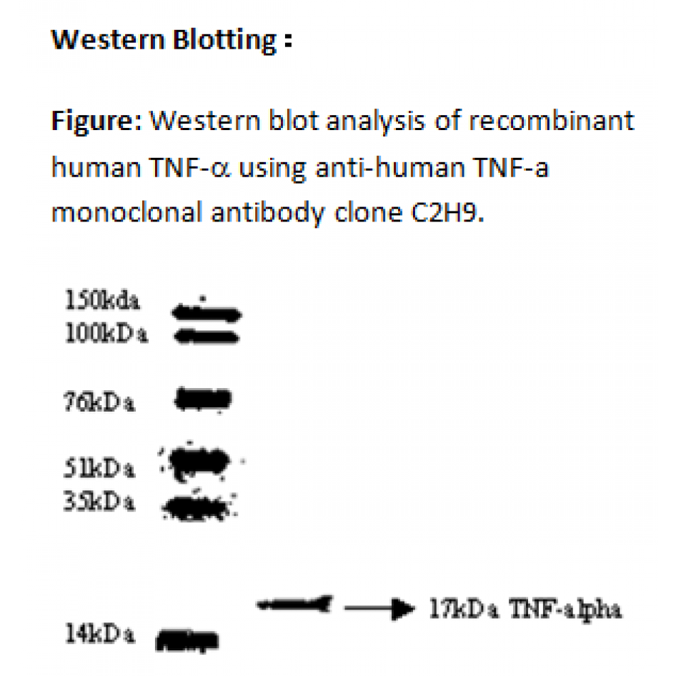 mo c40003d wb large .png mo c40003d wb large .png