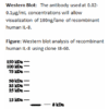 mo c40017d wb large .png