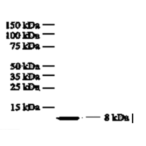 mo c40017f wb 2.png