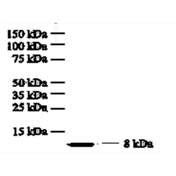 mo c40017g wb 2.png