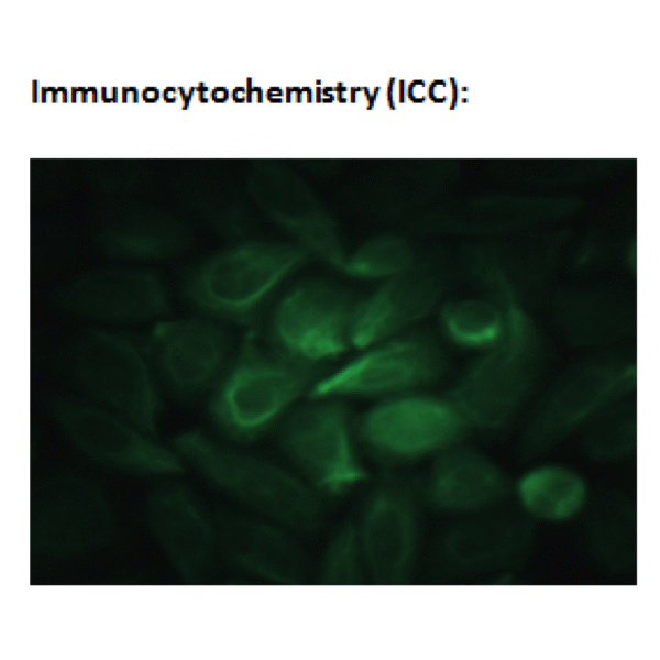 mo c40044f icc 3.png