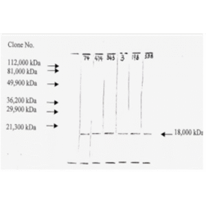 mo c40046f wb 2.png