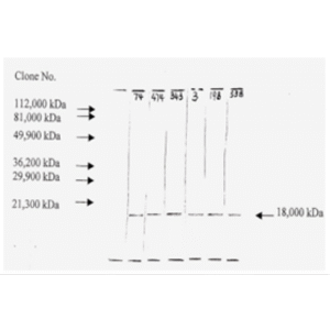 mo c40046h wb 2.png
