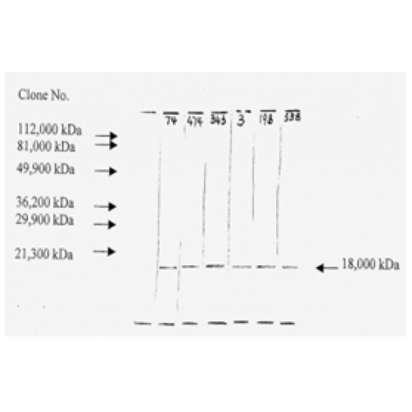 mo c40046i wb 2 1.png