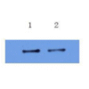 mo c40091b wb 2.png