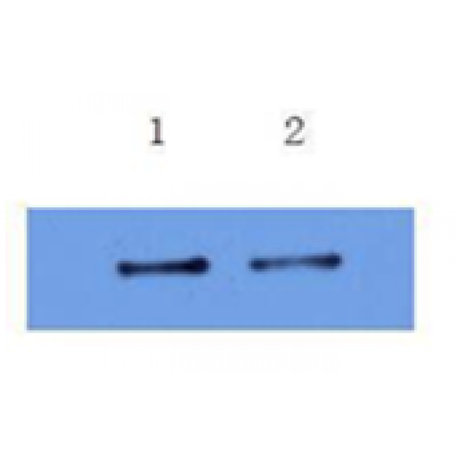 mo c40091b wb 2.png mo c40091b wb 2.png