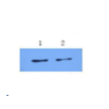 mo c40091c wb 3.png