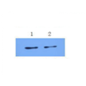 mo c40091c wb 3.png