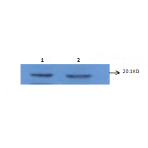 mo c40091d wb 2.png