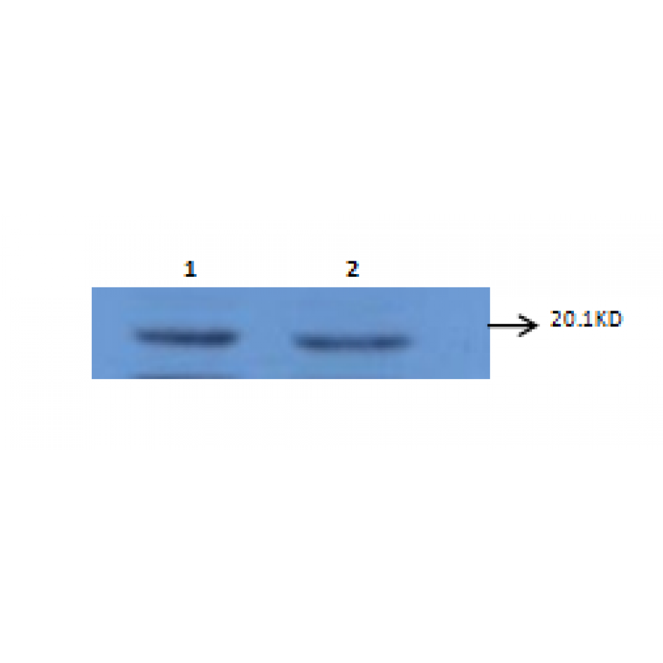 mo c40091d wb 2.png mo c40091d wb 2.png