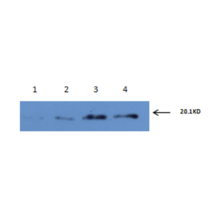 mo c40091e wb 2.png