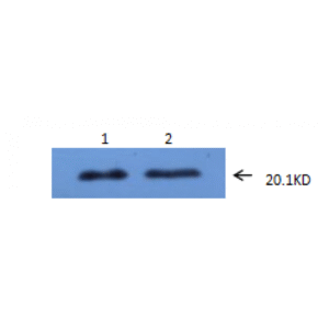 mo c40091f wb 3.png