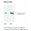 mo h40005b wb.png