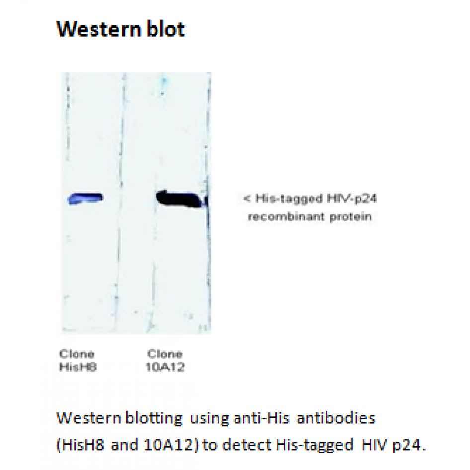 mo h40005b wb.png mo h40005b wb.png