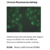 mo m40021b ihc large 2.png