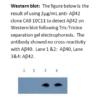 mo m40093b wb large .png