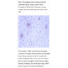 mo m40093d ihc large 2.png