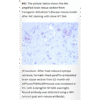mo m40094g ihc large 3.png