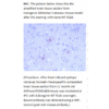 mo m40094i ihc large 3.png