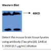 mo m40099a wb large .png