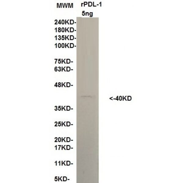 pdl 1 10b12.jpg