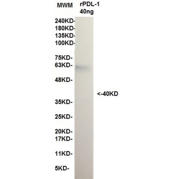 pdl 1 12d9.jpg