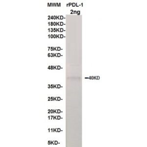 pdl 1 8c12.jpg
